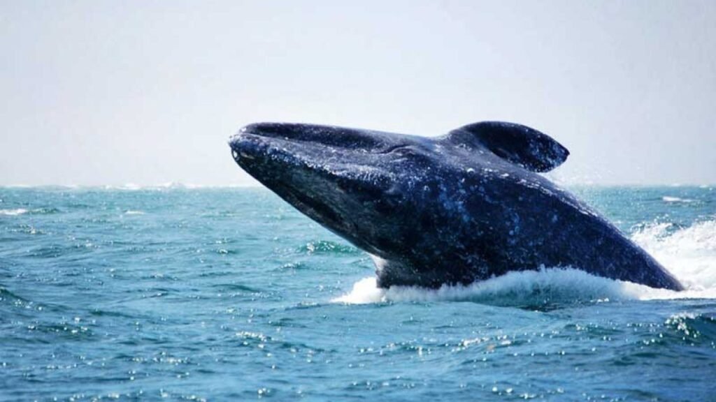 avistamiento-de-ballenas-en-loreto