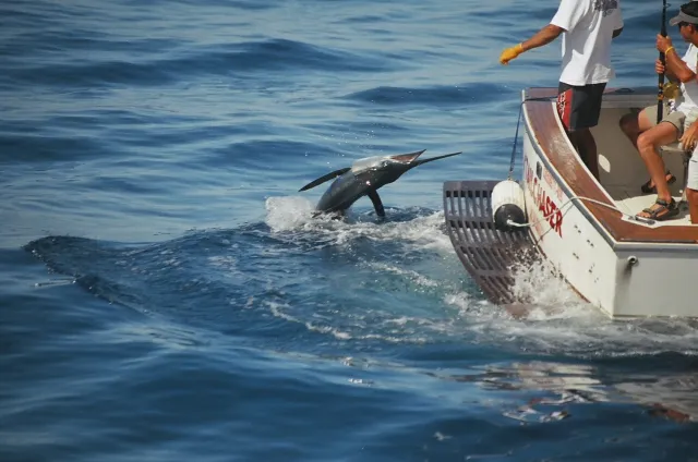 Pescadores compitiendo en el torneo de pesca maritima en Puerto Escondido Loreto